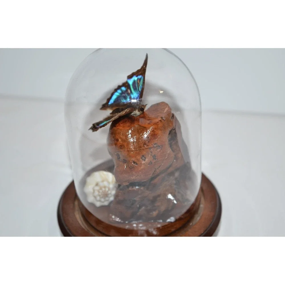 Vtg Turquoise Emperor Butterfly In Dome Habitat Taxidermy iridescent blue aqua